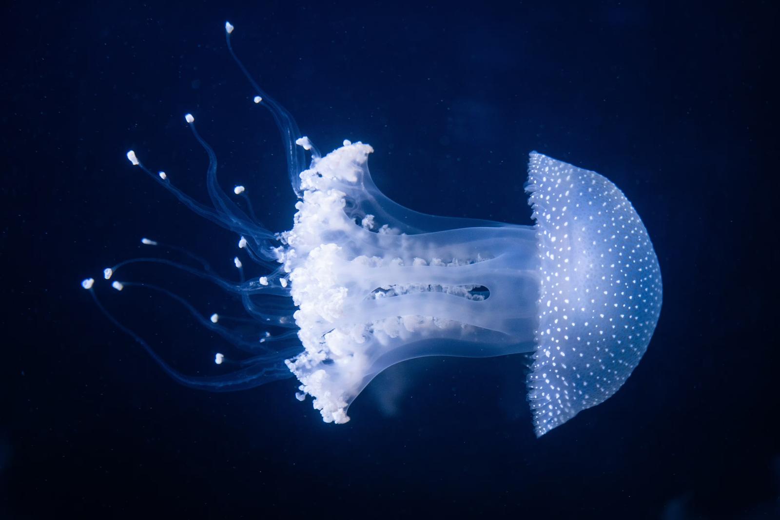 記事アイキャッチ