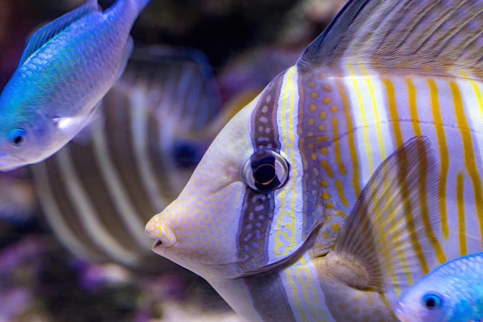 5-2：DPPにおけるCFP情報の位置づけ